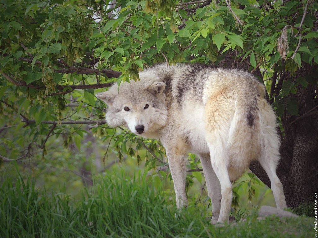 PROMENONS NOUS DANS LES BOIS PENDANT QUE LE LOUP Y EST